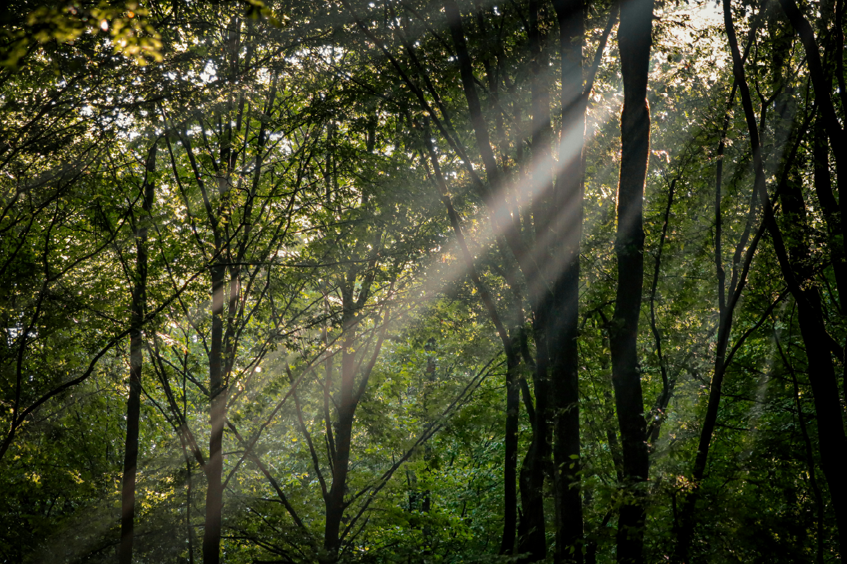 アヴァンザーレコンセプト